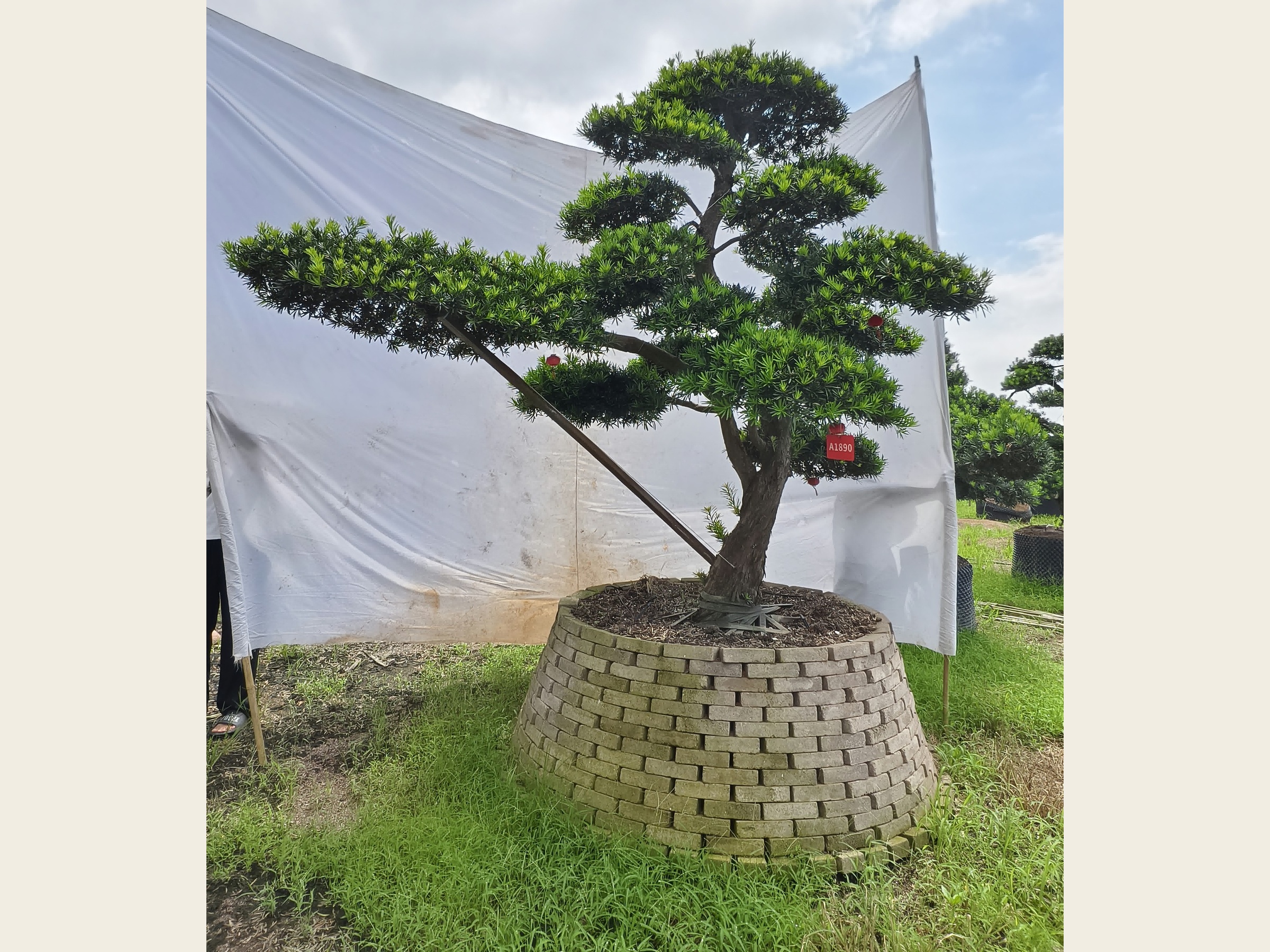 罗汉松·游龙