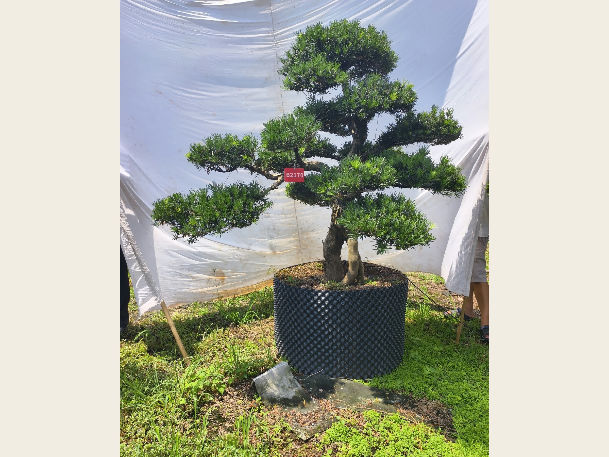 罗汉松·老桩矮霸（盆景桩）