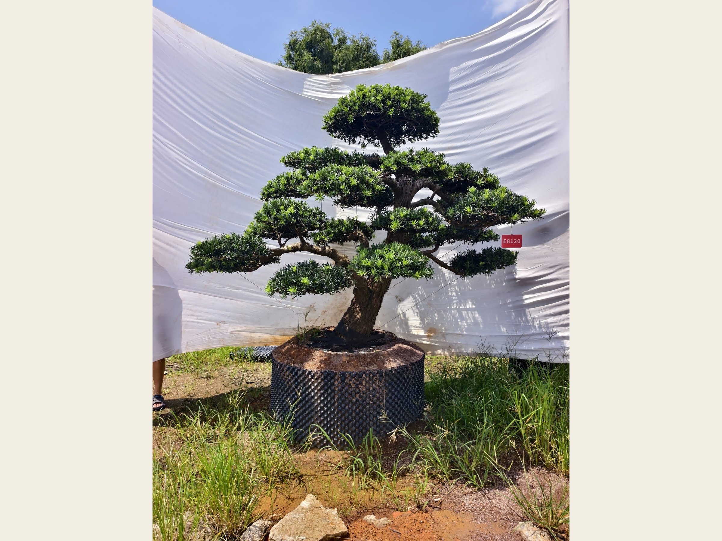 罗汉松·老桩矮霸（盆景桩）
