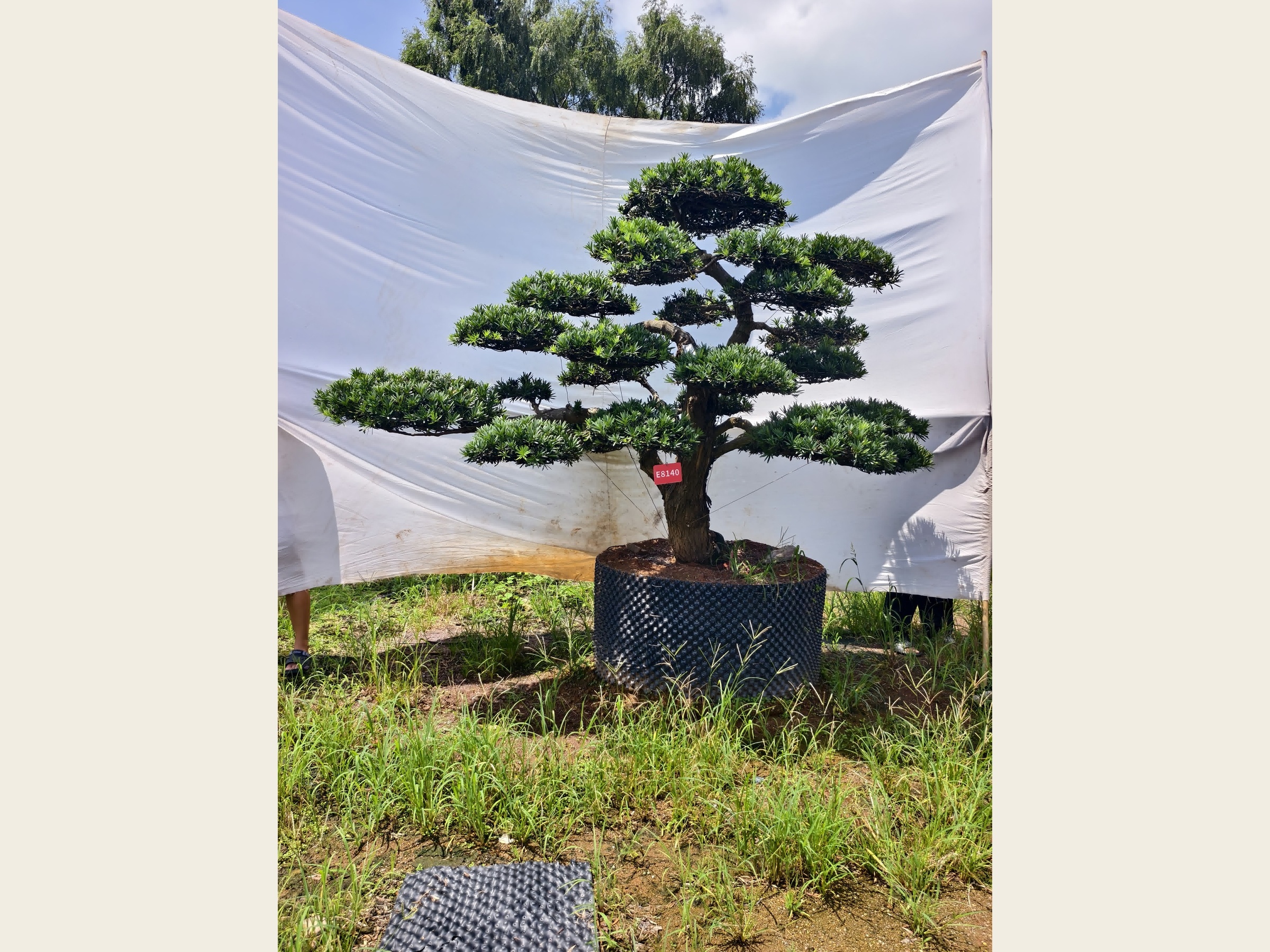 罗汉松·老桩矮霸（盆景桩）