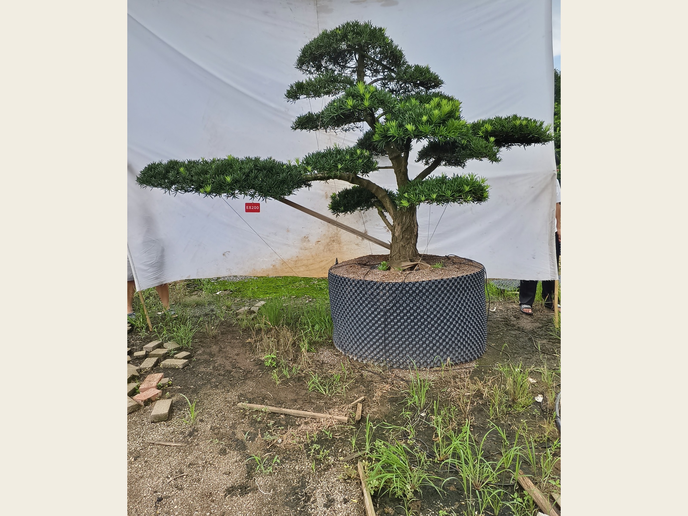 罗汉松·迎客