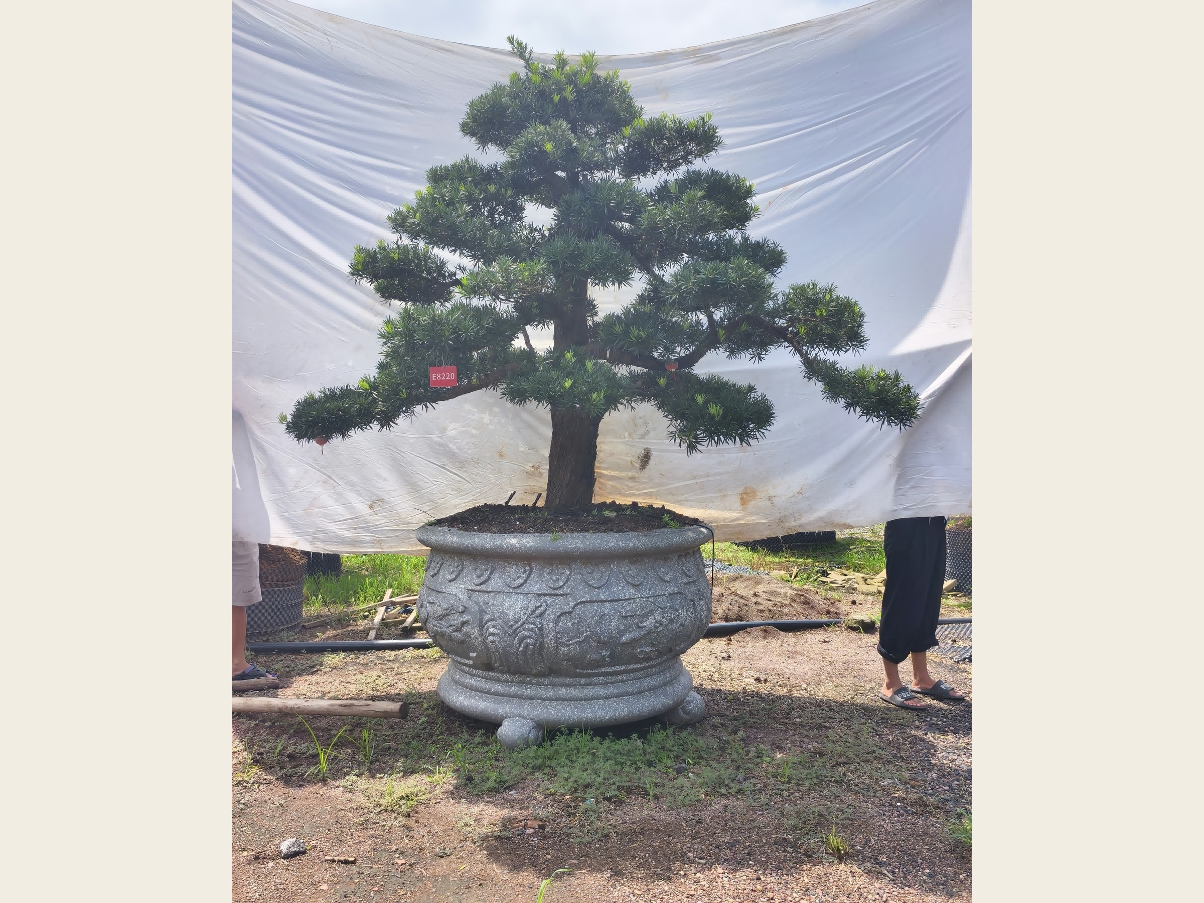 罗汉松·宝塔