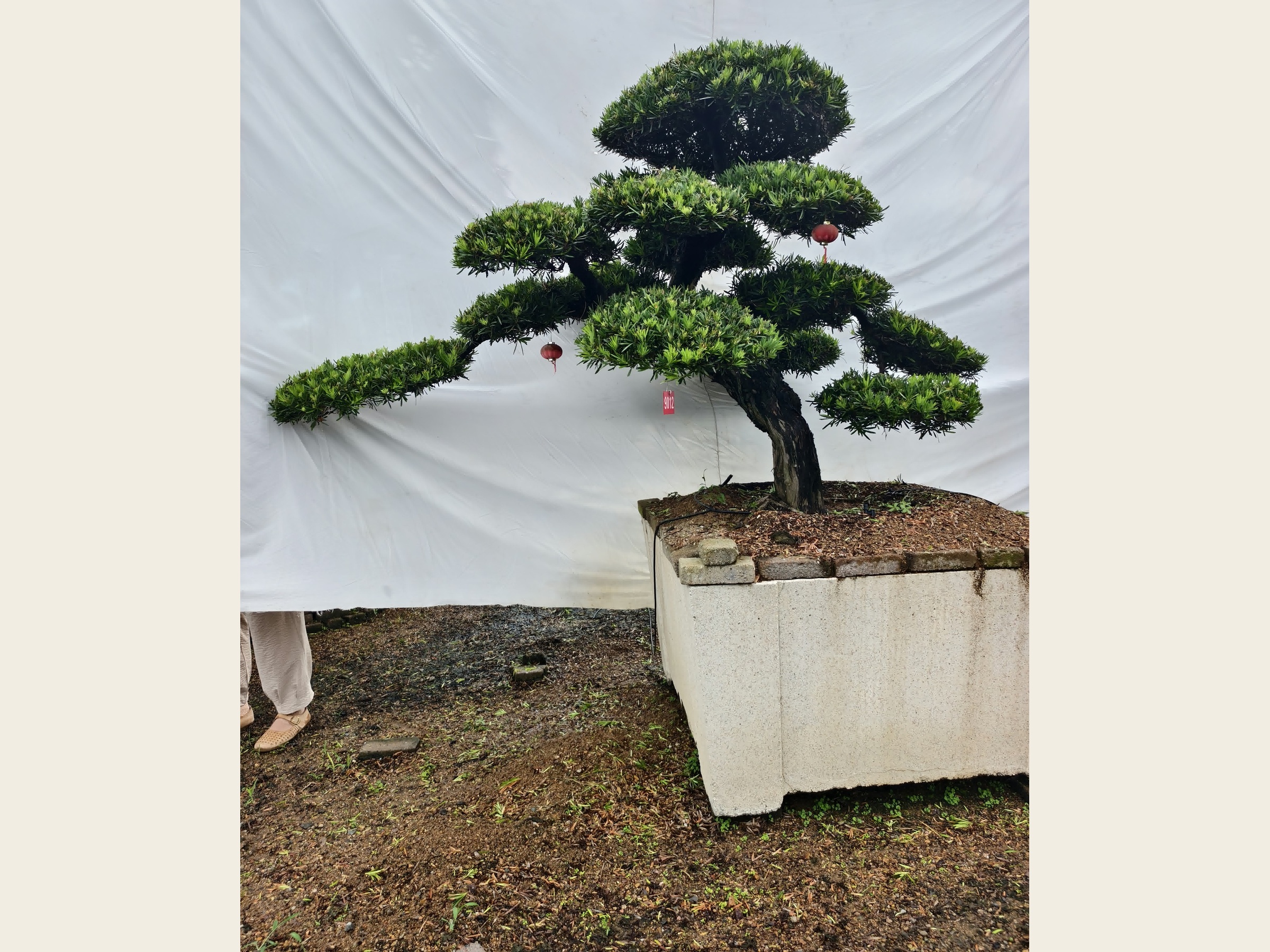 罗汉松·临水