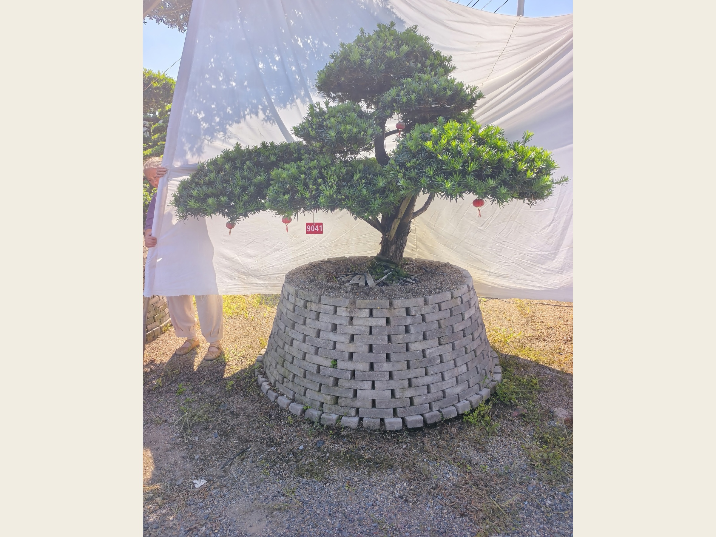 罗汉松·宝塔