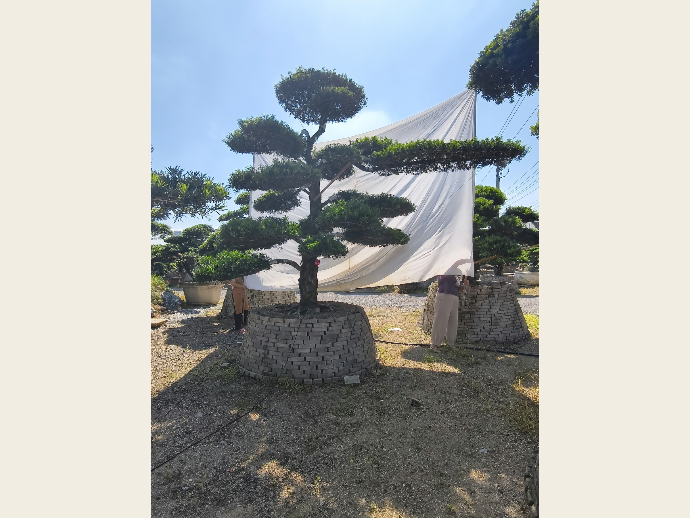 罗汉松·直干