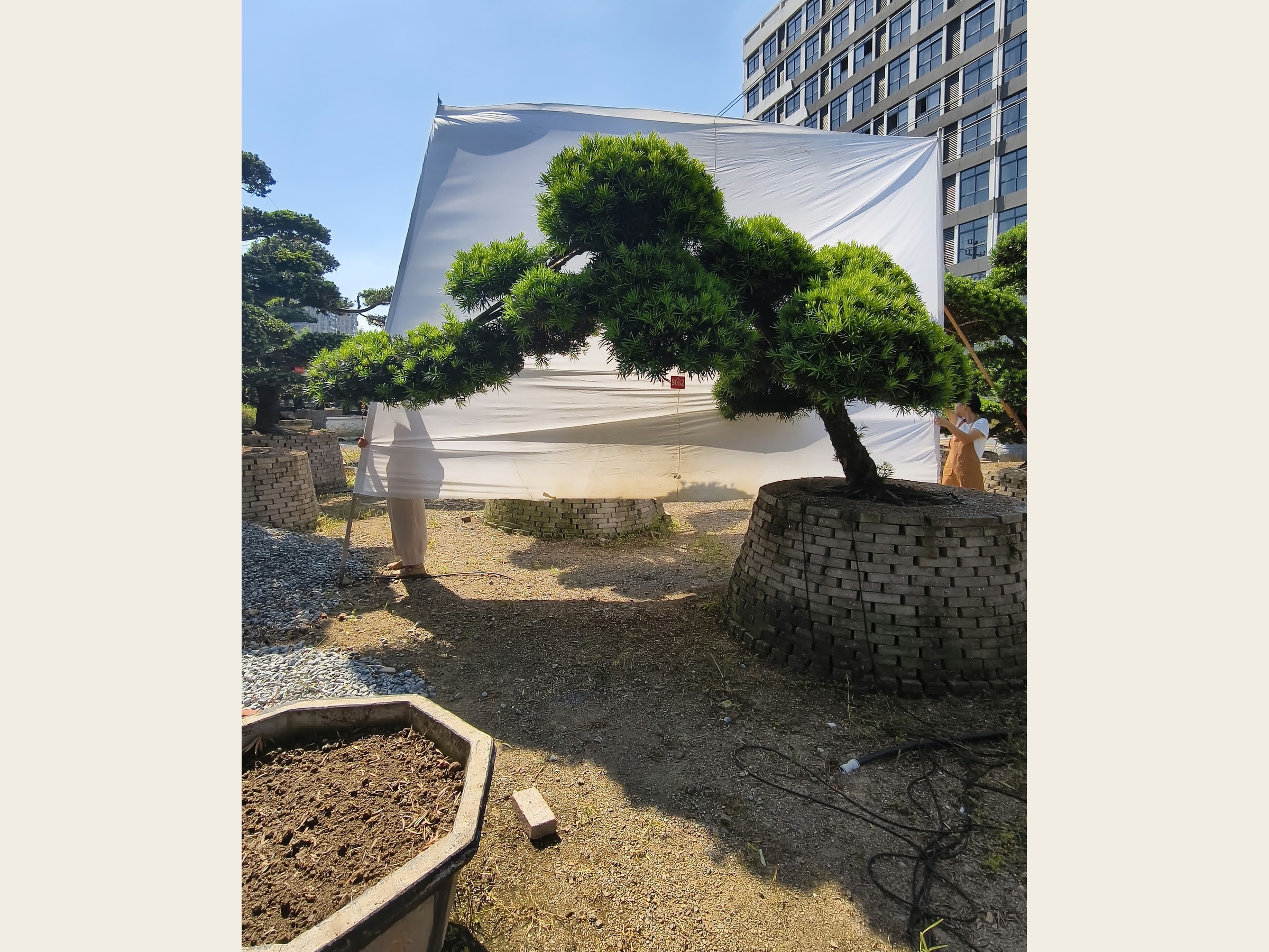 罗汉松·临水