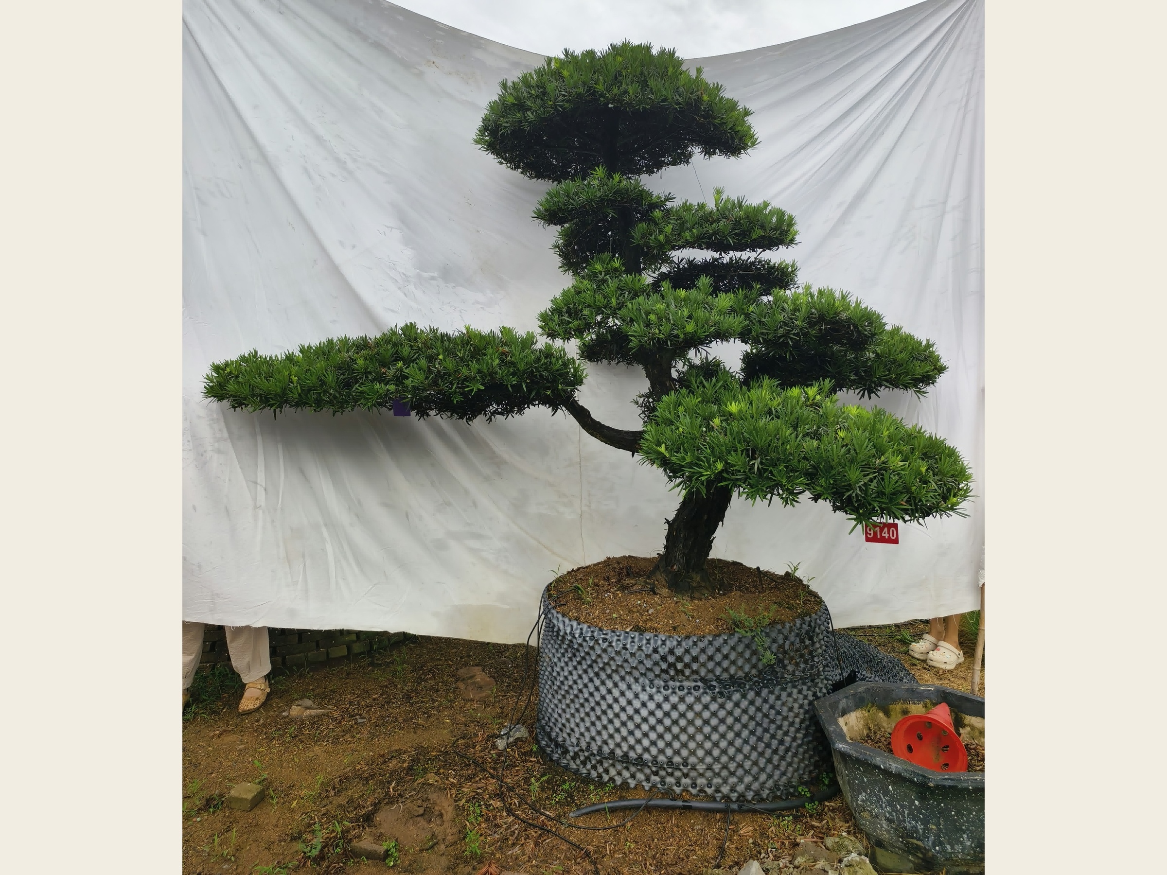 罗汉松·迎客