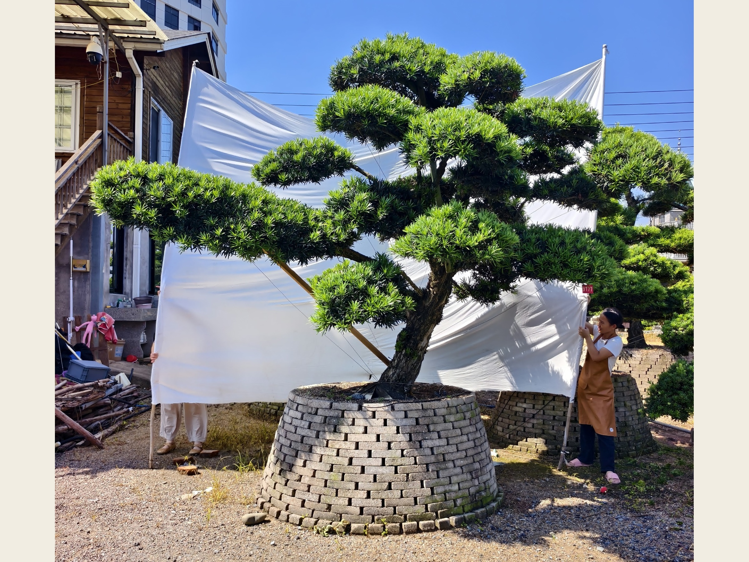 罗汉松·迎客