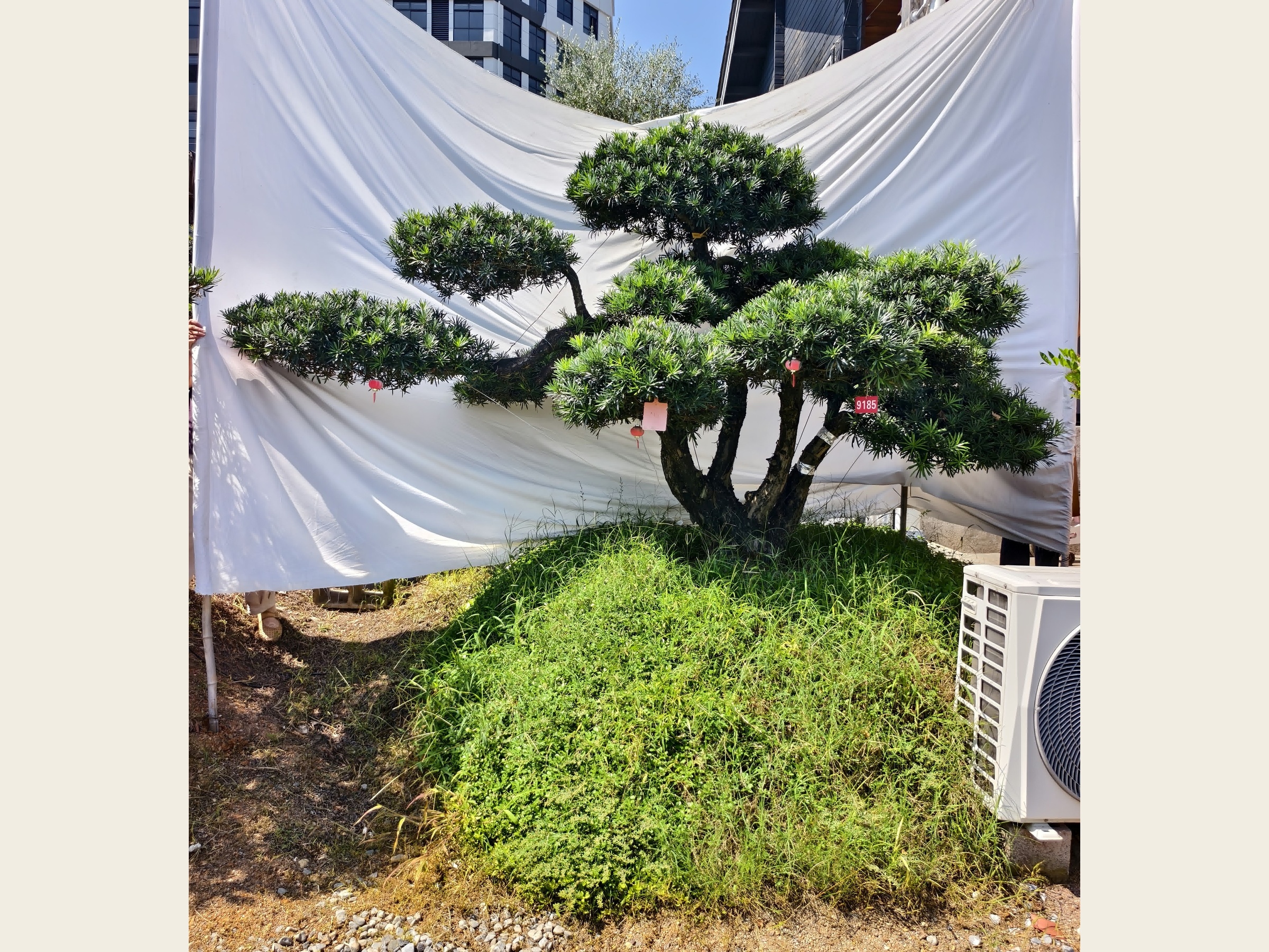 罗汉松·迎客