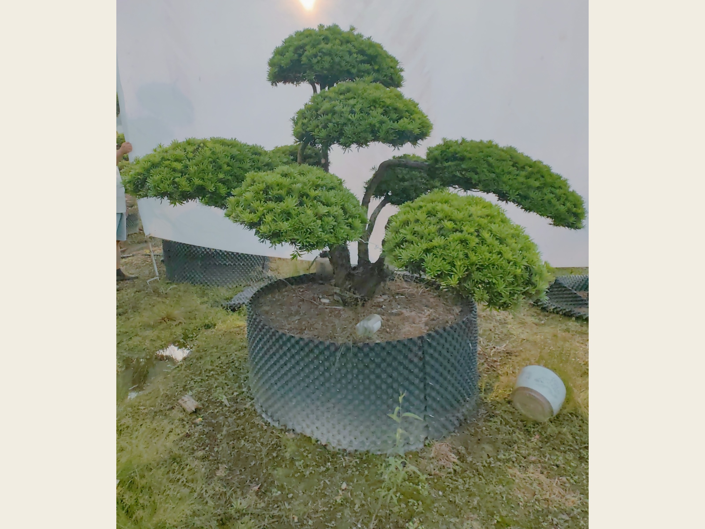 罗汉松·丛林